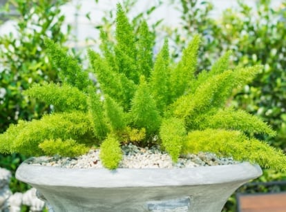 A lovely shot of Foxtail ferns containers appearing to have bright green fronds and other potted plants in the background