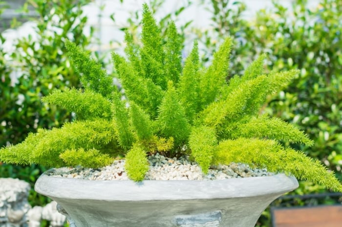 A lovely shot of Foxtail ferns containers appearing to have bright green fronds and other potted plants in the background