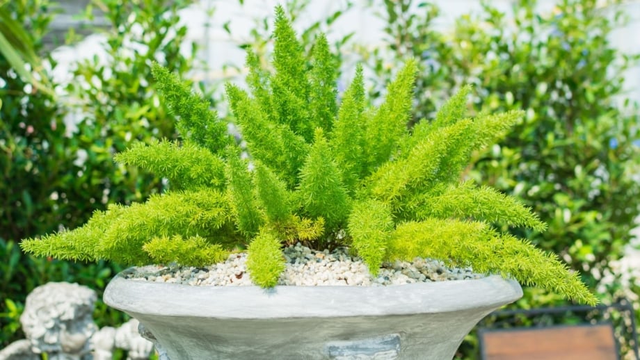 A lovely shot of Foxtail ferns containers appearing to have bright green fronds and other potted plants in the background