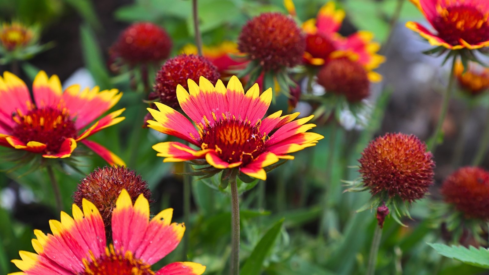 Daisy-shaped blossoms display red-orange centers and broad, textured ray petals that are a deep crimson red transitioning to a scalloped yellow tip.