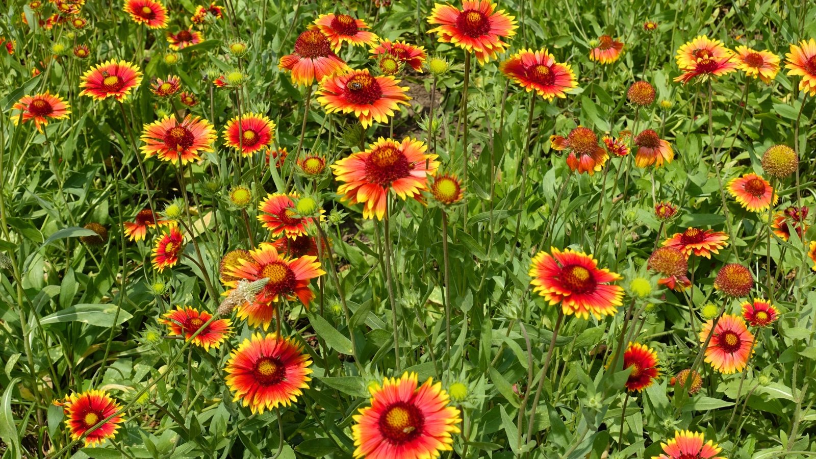Petals display a striking gradient from deep reddish-orange near the dark center to a bright yellow at the scalloped tips, forming a dense field of blooms.