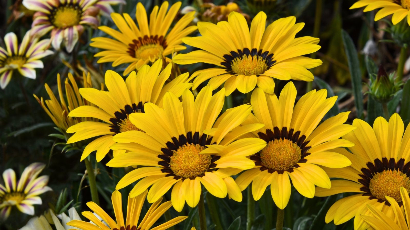 Several large, vividly yellow flowers with bold, dark brown to black rings surrounding the central yellow discs stand prominently among the green foliage.