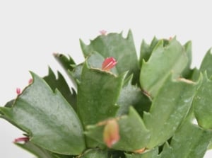 Grow Christmas cactus water appearing to have green forms with yellow parts placed in front of a white background