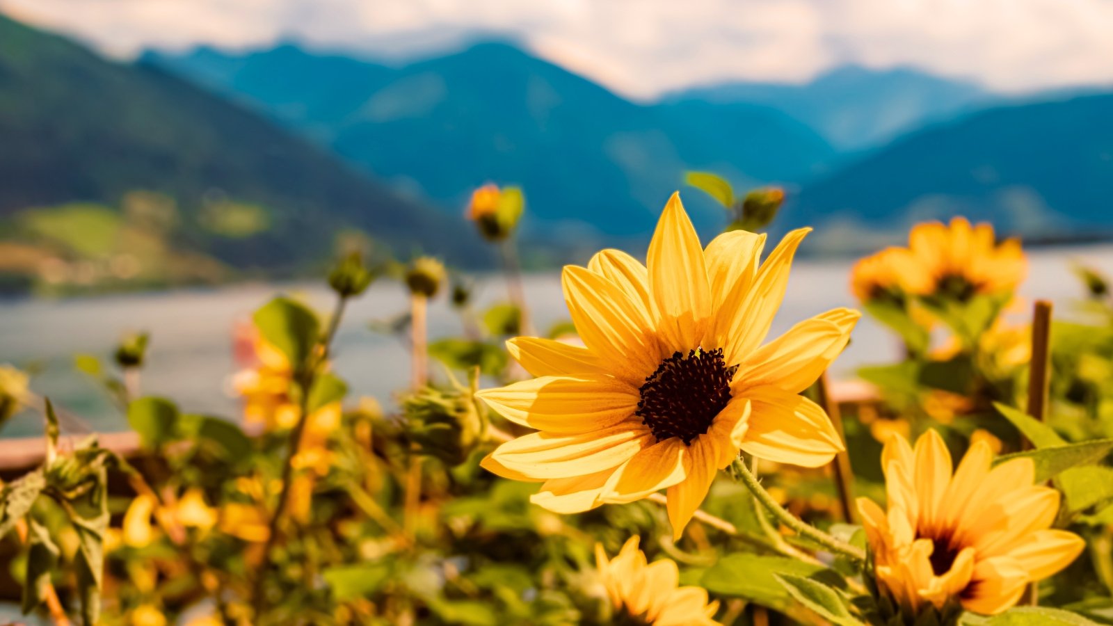 A single brilliant yellow flower with a dark brown, central disk is surrounded by slender, overlapping petals against a backdrop of distant hills.