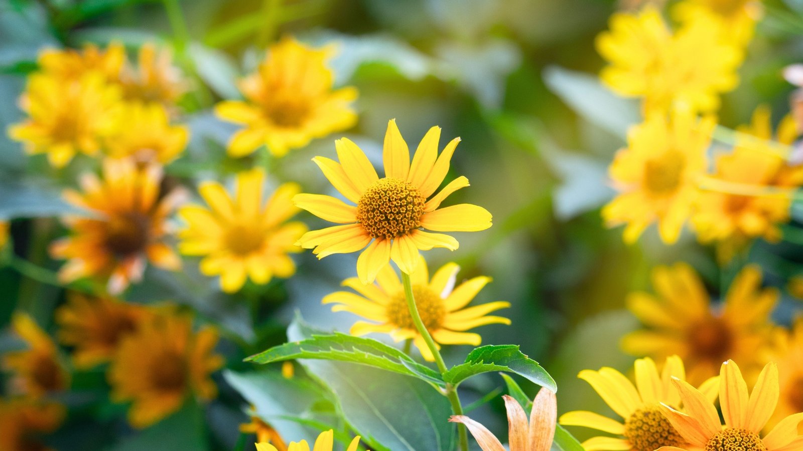 A cluster of soft yellow petals radiate from a slightly darker yellow-orange central disc, standing out against a blurry green background.