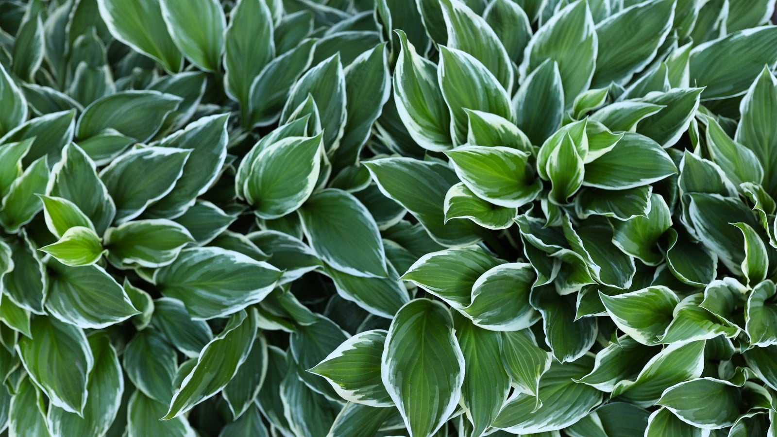 A dense mass of large, smooth leaves exhibits a striking contrast with deep green centers and irregular, creamy-white margins.