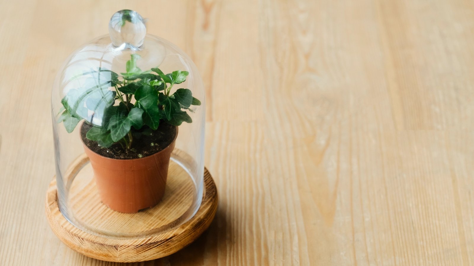 Potted Hedera helix with trailing green leaves is protected under a clear glass cloche on a wooden table.

