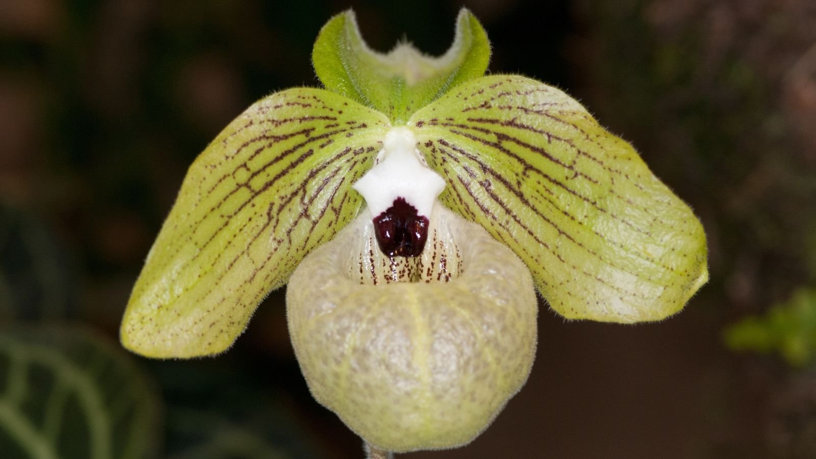 A close up shot of the Jade Slipper Orchid appearing to have bright green petals with veins and markings