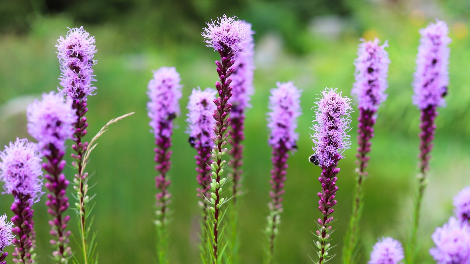 Fuzzy, lavender-purple florets densely pack a tall, vertical spike, rising above a soft, green, out-of-focus background.
