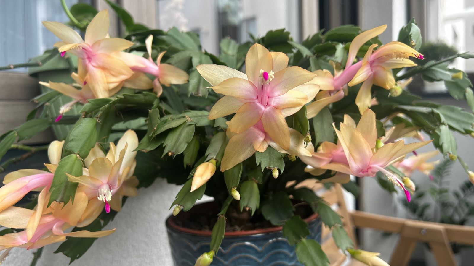 A close-up shot of a small composition of pale yellow and pink colored flowers of growing alongside flat segmented leaves of the Limelight Dancer variety