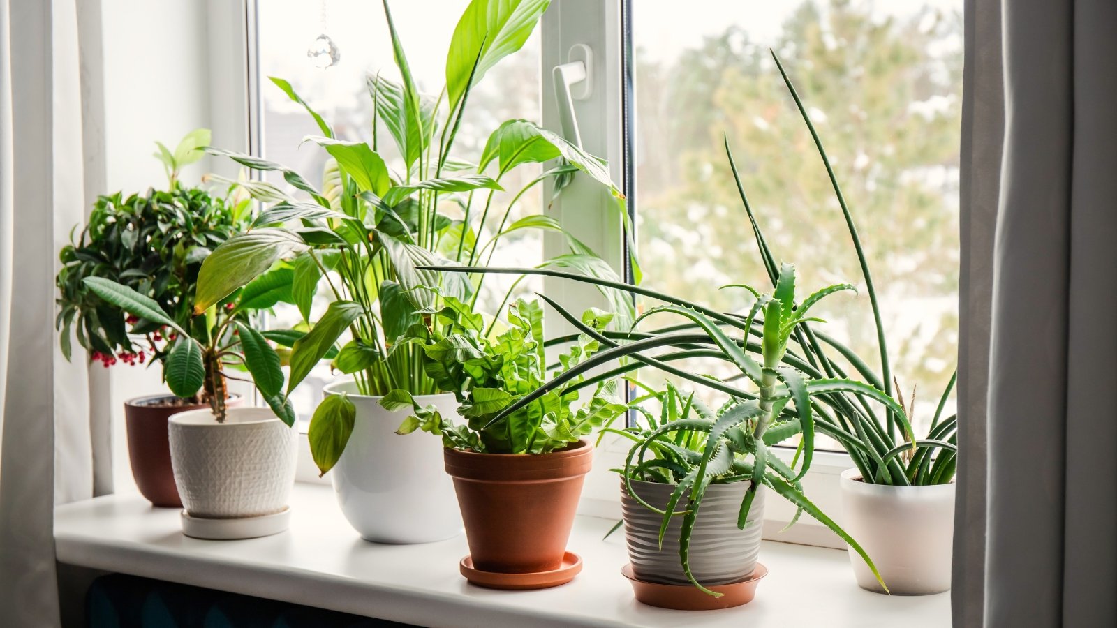 A variety of houseplants with glossy green leaves, textured fronds, and upright or trailing stems, including Ardisia crenata, Euphorbia leuconeura, Spathiphyllum, Asplenium nidus, Aloe vera, and Dracaena angolensis, grow together on a bright windowsill.
