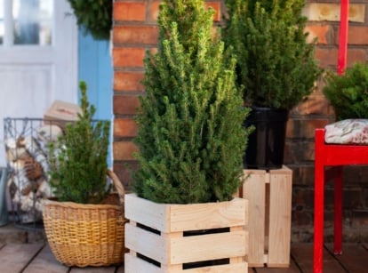 Lovely mini evergreens front porch, appearing to use various container types, such as wooden boxes and gorgeous pots