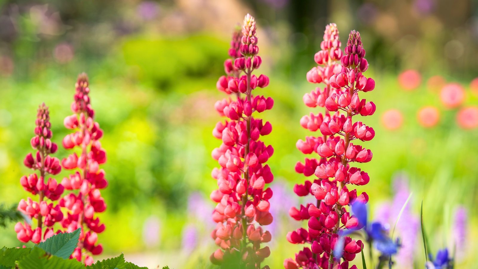 Dense, tall spires of vibrant, reddish-pink pea-like blossoms rise dramatically above surrounding greenery.