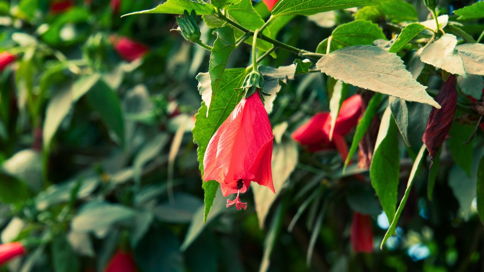 A single, bright scarlet red, trumpet-shaped flower hangs downward, remaining mostly closed and nestled among large green leaves.
