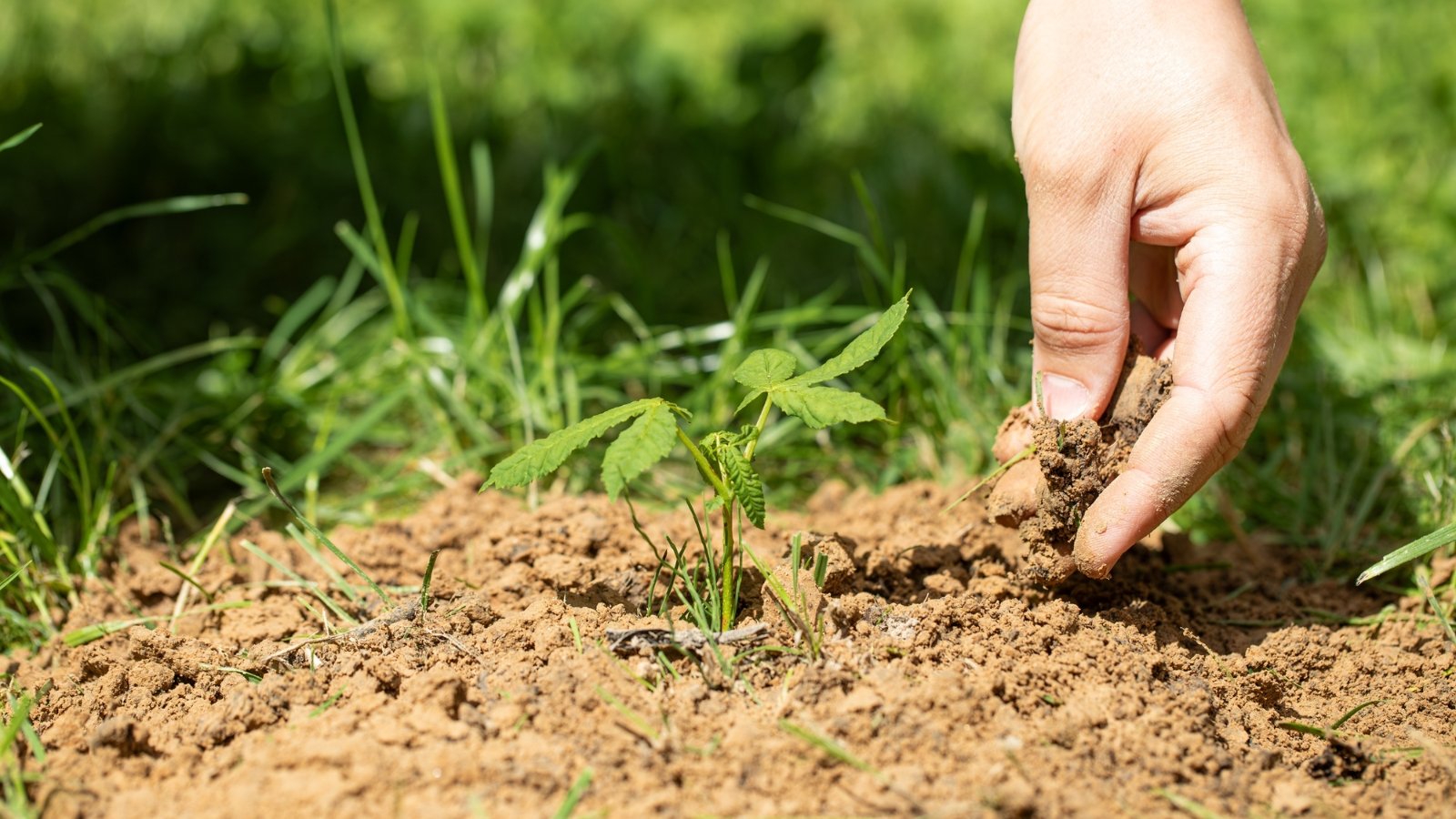 Man’s hand planting a young green seedling with serrated leaves into moist clay soil in a close-up view.
