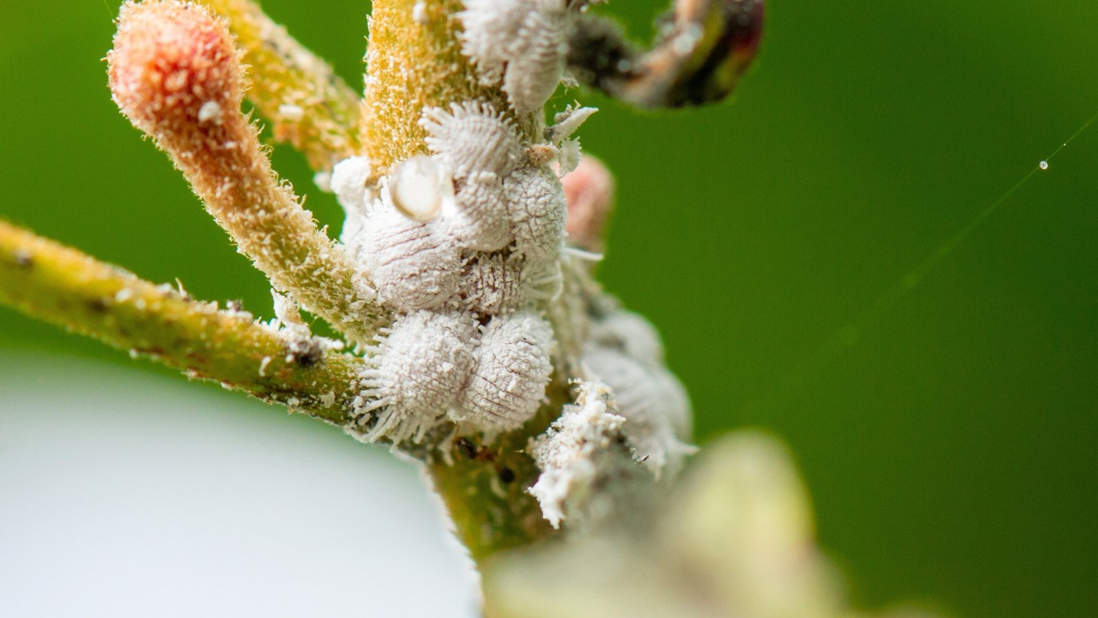 Close-up of a plant stem densely covered with tiny, oval, soft-bodied white insects clustered along the surface, forming a thick cottony layer.
