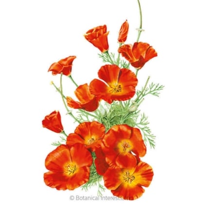 Mikado California Poppy Seeds