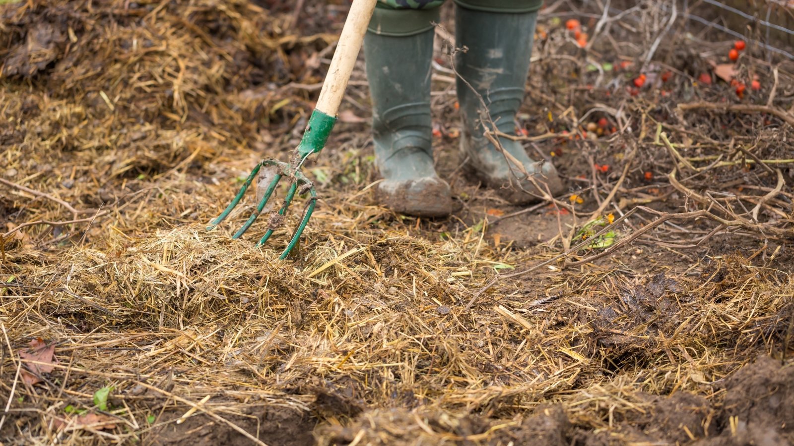 A gardener in high rubber boots spreads straw mulch on a garden bed using a pitchfork.