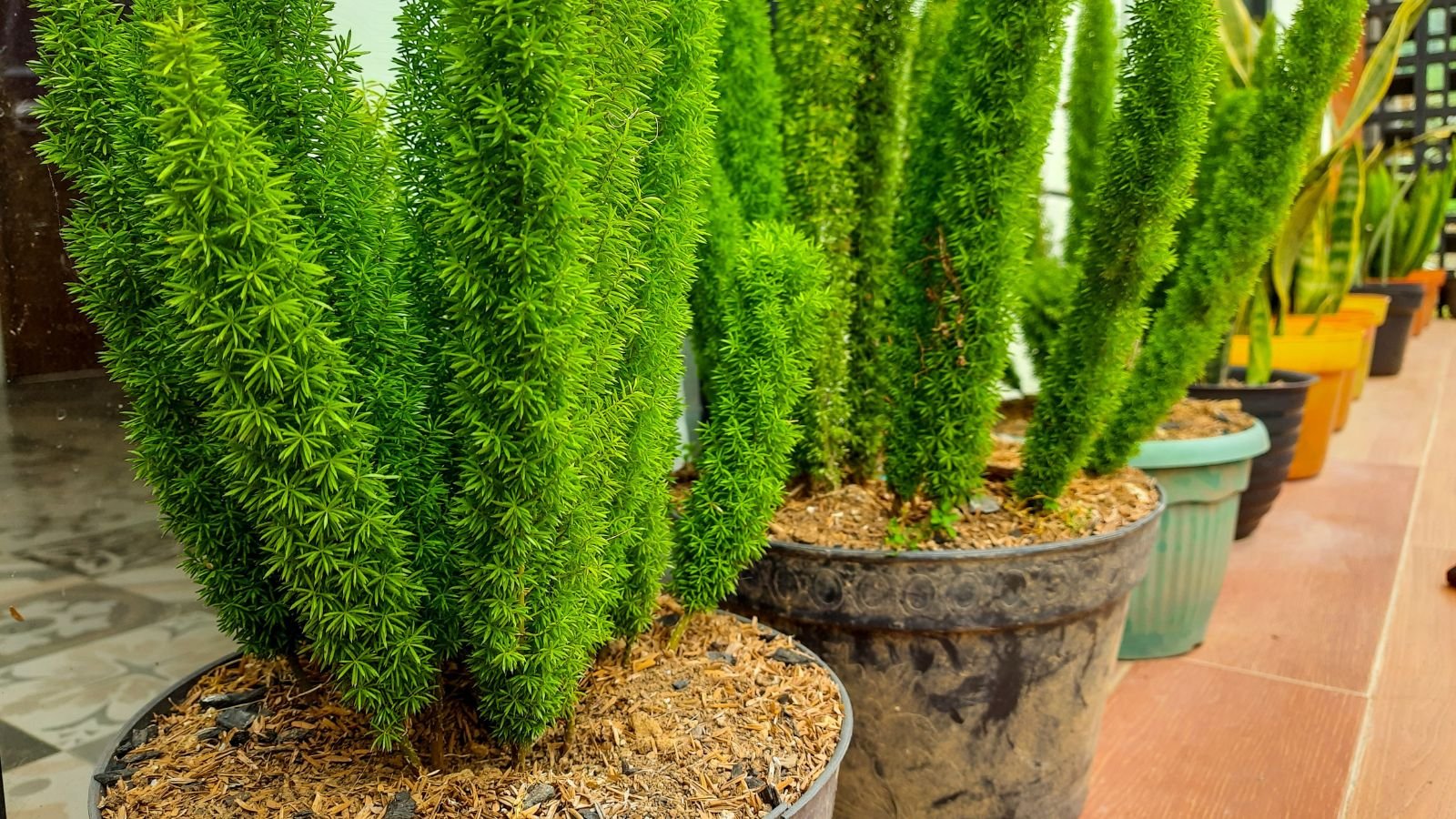 Multiple potted Asparagus densiflorus plants placed in a row, having lovely big green fronds in brown potting material