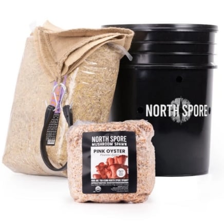 'MushBucket' Blue Oyster Mushroom Bucket Grow Kit