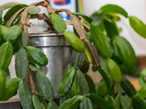 Mushy Christmas cactus , appearing to have greed plant parts segmented and spilling on to the wooden surface under bright light