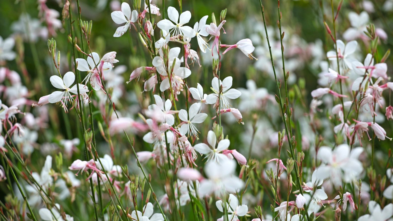 Numerous small, white flowers with four delicate, spreading petals and long, pink-tinged stamens float on tall, thin green stems.