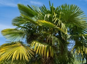 One of the California palm trees types, appearing to have thick layer of green leaves with the vibrant blue sky in the background