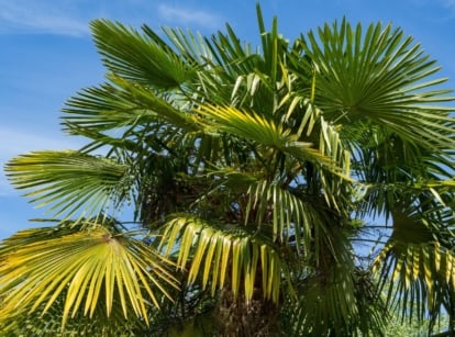 One of the California palm trees types, appearing to have thick layer of green leaves with the vibrant blue sky in the background