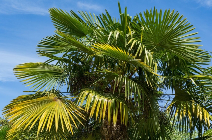 One of the California palm trees types, appearing to have thick layer of green leaves with the vibrant blue sky in the background