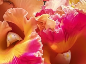One of the Orchids fragrance that smells strong, the blooms having ruffled soft petals with pink and peach hues