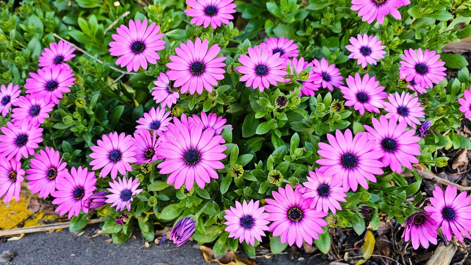 A dense patch of magenta-purple, daisy-like flowers with distinctively dark, nearly black centers contrasts sharply with the surrounding green foliage.