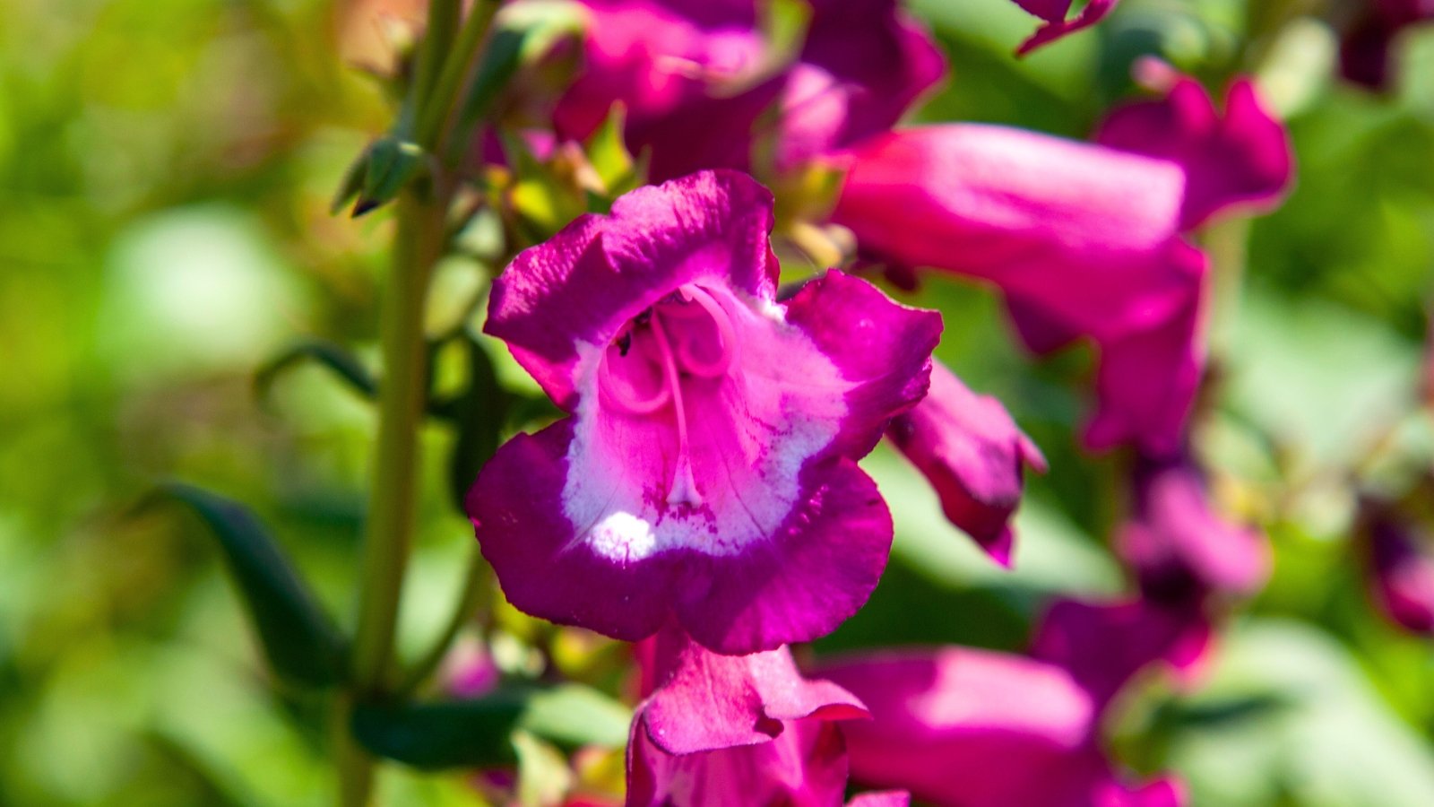 A brightly saturated magenta-purple, tubular flower features a striking white patch and darker markings on its wide-open throat.