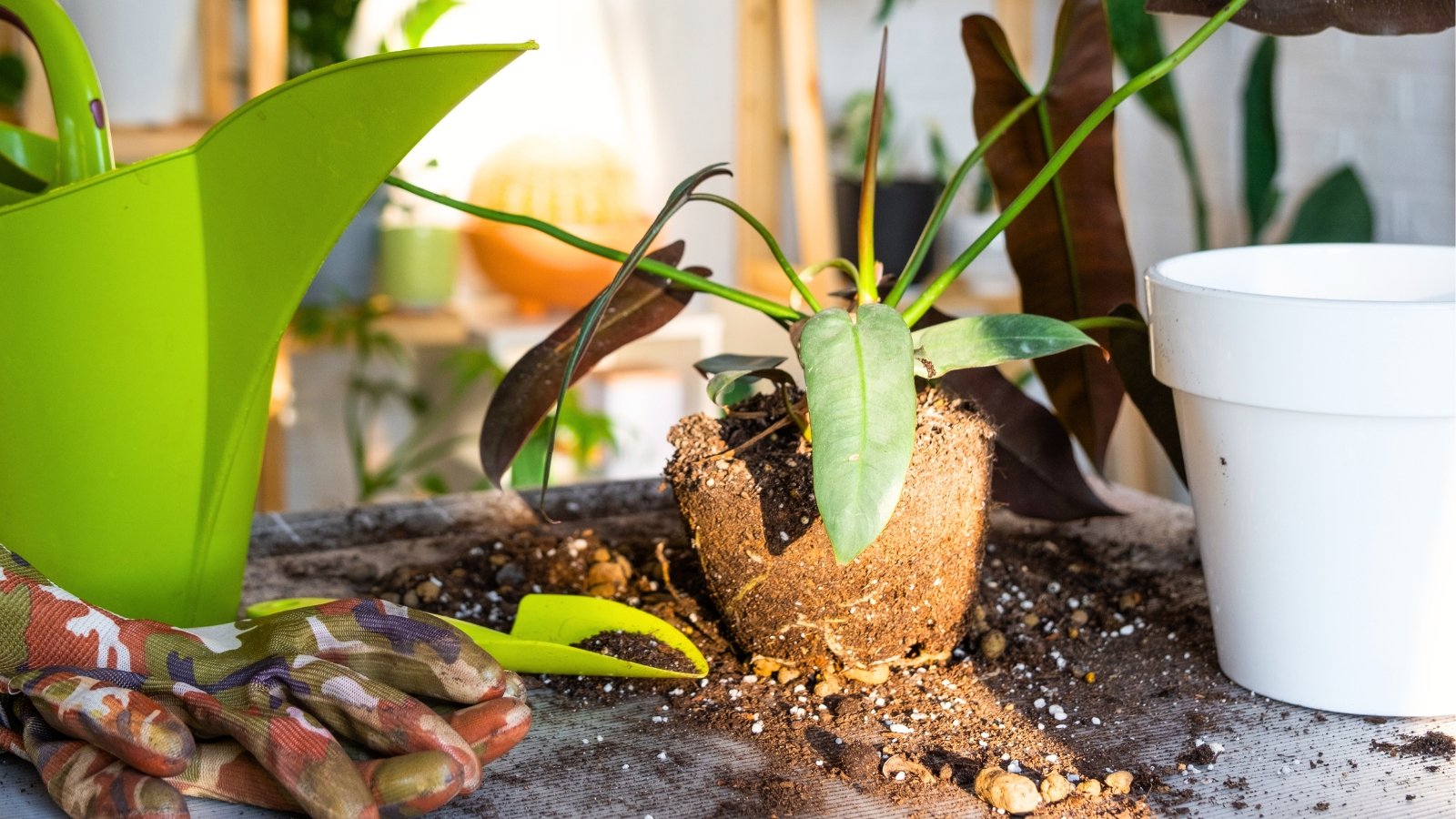 Uppotted Philodendron Santa Leopoldina with glossy, dark green leaves and a visible root soil ball sits on a table next to a white pot, garden gloves, and a green watering can, ready to be divided.

