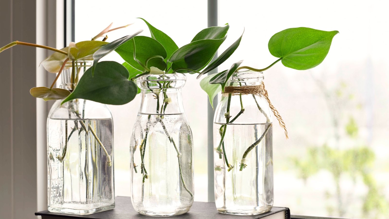 Philodendron Scandens cuttings with heart-shaped, glossy green leaves and emerging roots grow in three clear glass bottles filled with water on a bright, sunlit windowsill.
