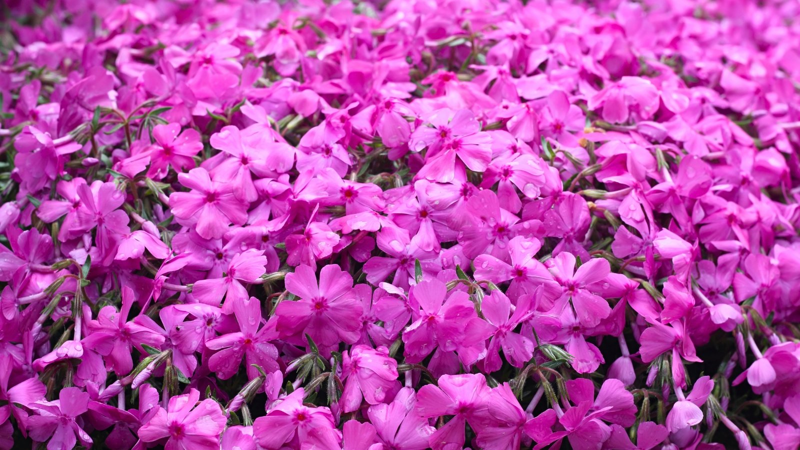 A thick, continuous carpet of five-lobed, flat, intensely magenta-pink blossoms covering all the ground below.