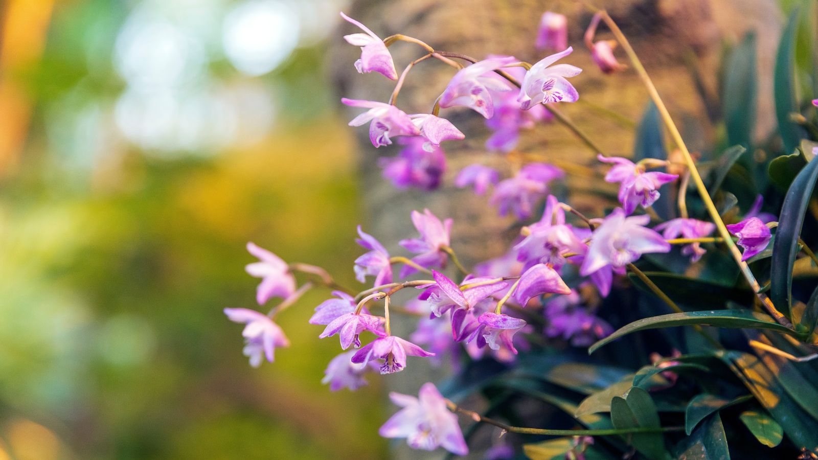 A cluster of Pink Rock Orchid blooms appearing dainty and lovely with a bright pink hue attached to deep green foliage under the warm sunlight