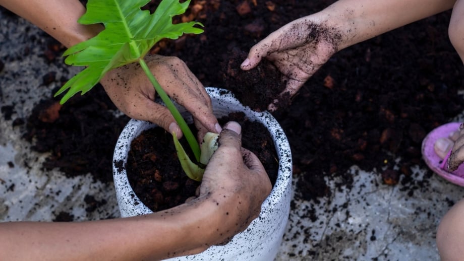 Split Planting How to Propagate Split-Leaf Philodendron
