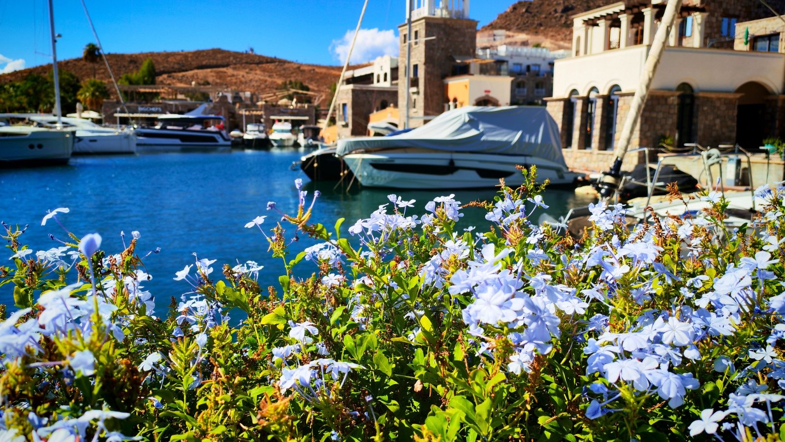 Abundant, five-petaled flowers in a pale, sky-blue color form loose clusters atop mounds of bright green leaves.