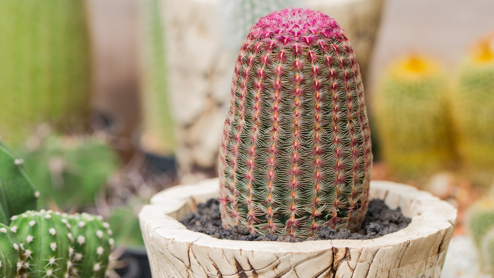 A compact cactus stands upright in its pot with vivid pink upper spines that gradually fade to lighter tones below.
