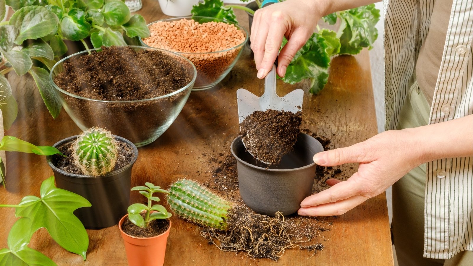 A woman pours fresh, loose soil into a black pot to repot a bare-root cactus lying nearby on a wooden table among various houseplants.