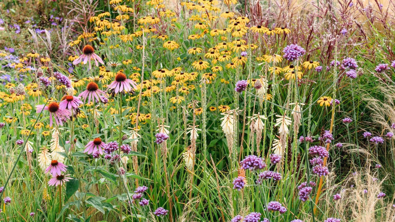 A diverse prairie garden filled with colorful blooms and textured greenery features tall purple coneflowers, bright yellow daisies, creamy-brown torch-like flower spikes, clusters of delicate purple blossoms, and dark-tipped ornamental grasses swaying together in the sunlight.