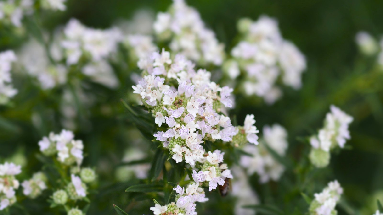 Small, delicate clusters of tiny white to pale pink flowers with subtle green bracts cover a branching stem.