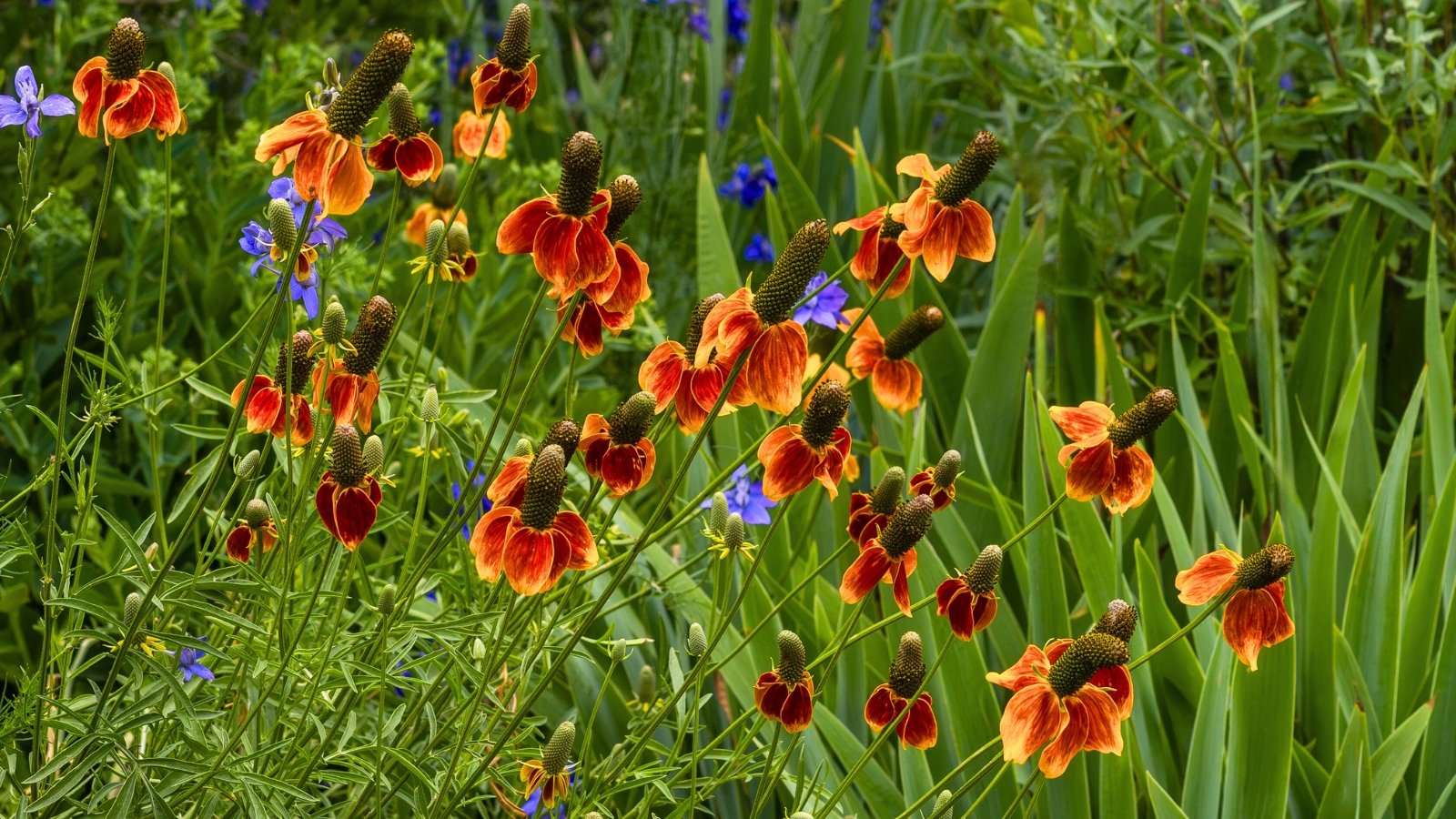 Drooping, elongated, reddish-orange petals hang below a prominent, tall, cylindrical central cone, scattered among tall green stalks.