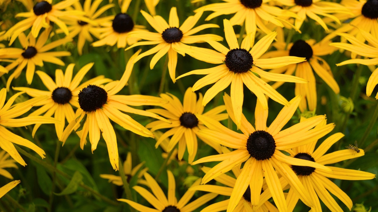 Bright yellow ray petals surround a prominent, velvety dark brown central cone in a dense grouping of flowers.