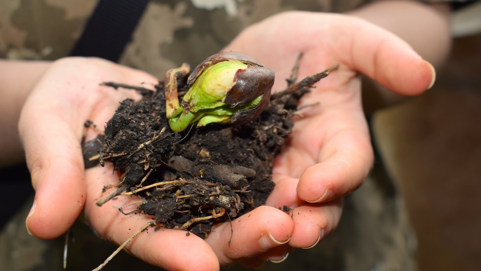 Male hands holding a sprouted chestnut seed with a small green shoot emerging from the brown seed coat.
