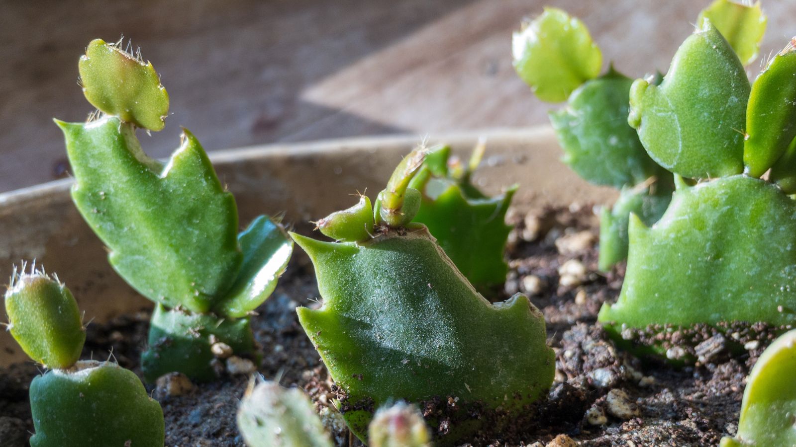 Schlumbergera cuttings placed in soil appearing to have a bright and vivid green color under warm sunlight