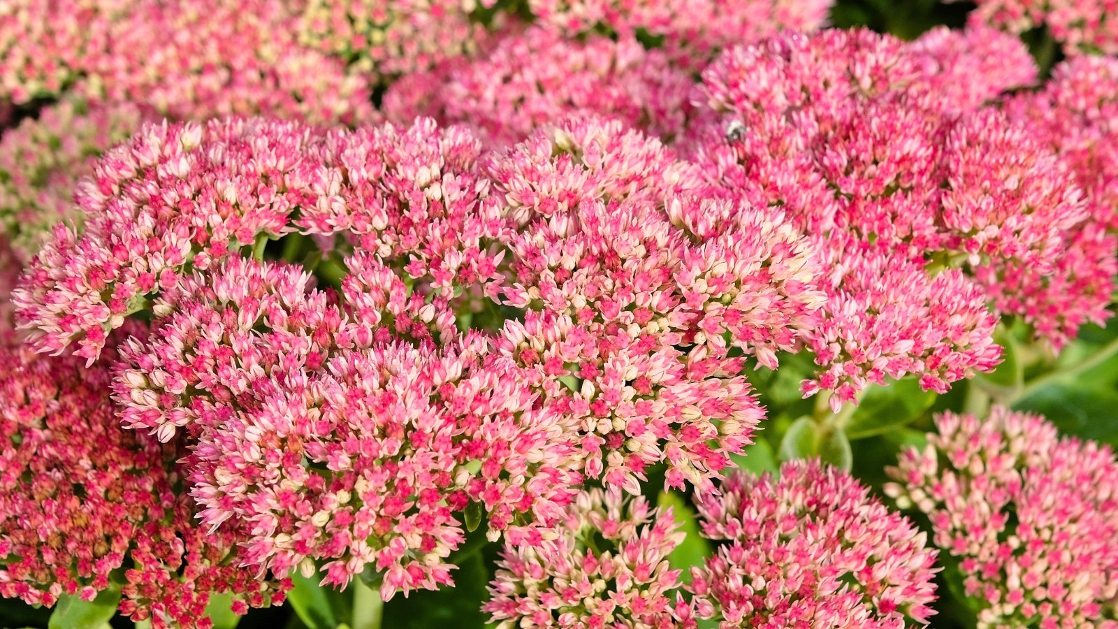 Large, domed flower heads composed of countless tiny, star-shaped blossoms in various shades of pink and rose.
