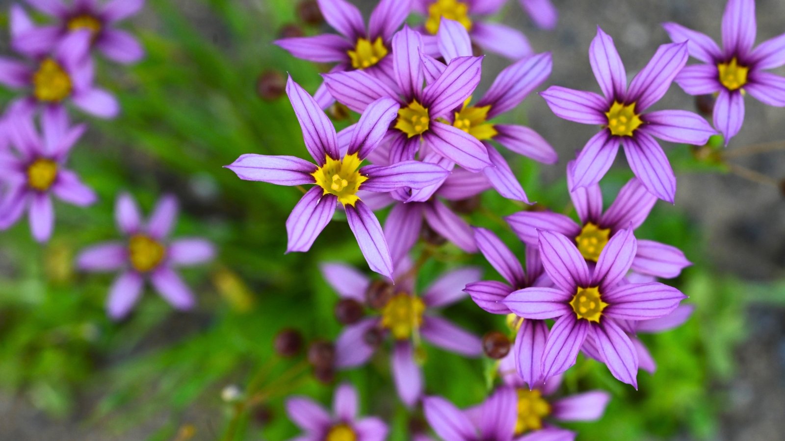 Six vibrant purple-blue petals with a contrasting yellow center form small, star-like blossoms among thin, grass-like green foliage.