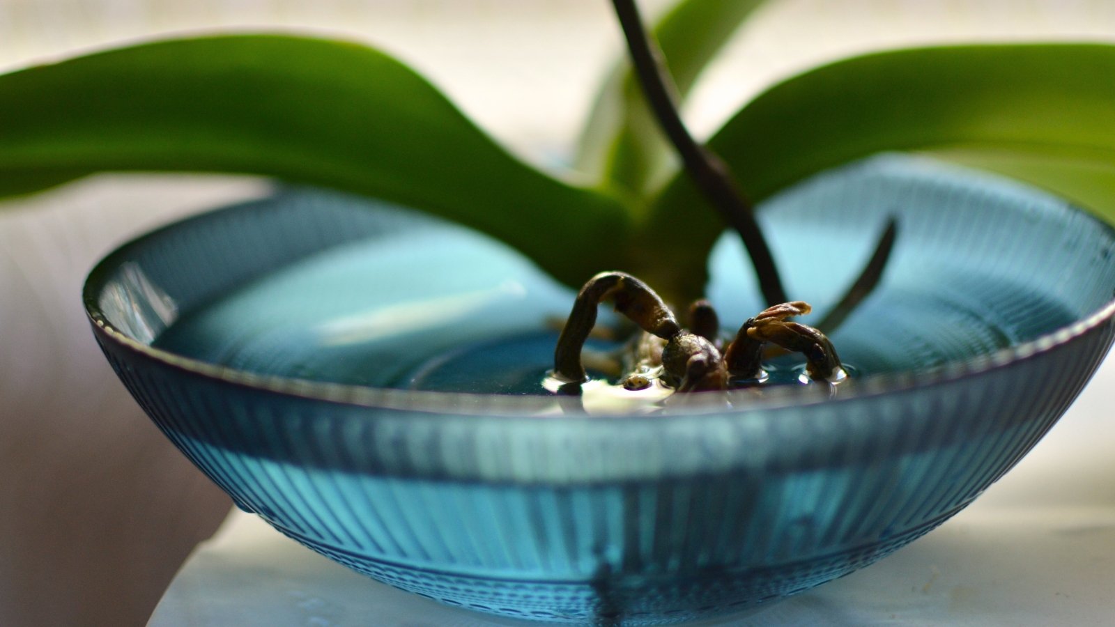 Orchid plant with exposed roots and green foliage soaks in a blue shallow glass bowl filled with water.