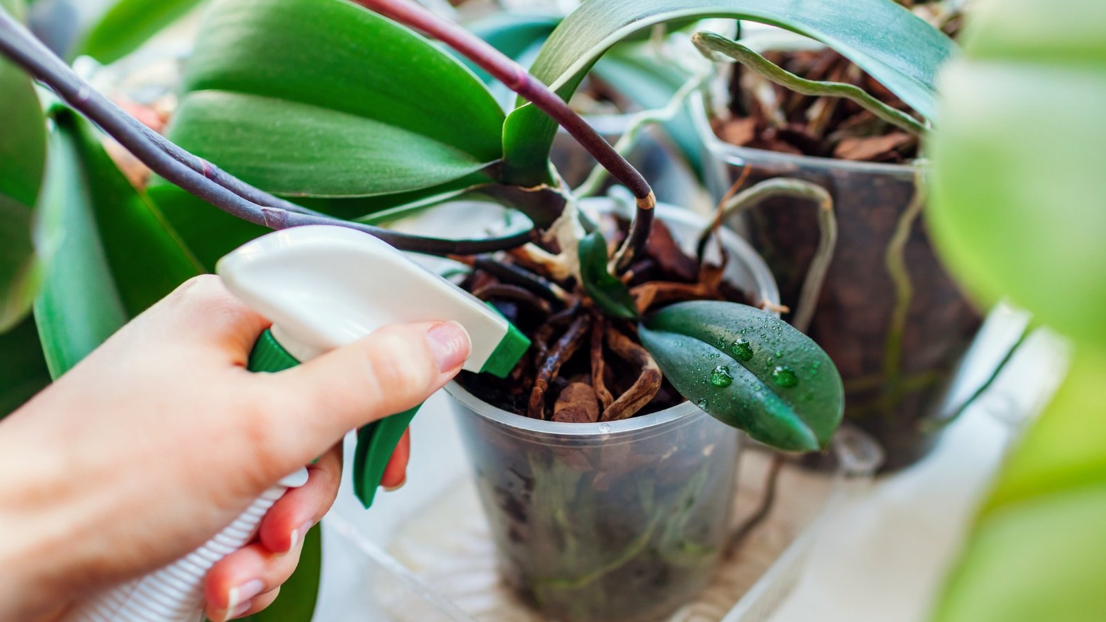 Woman sprays an orchid with arching, elongated green leaves in a translucent plastic pot on a sunlit windowsill, surrounded by other lush houseplants.
